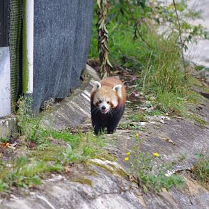 Red Panda- 21/9/2024