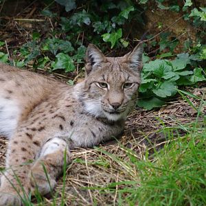 Eurasian Lynx- 21/9/2024