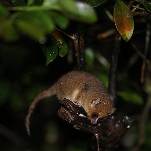 Media 'Rufous Mouse Lemur (Microcebus rufus)' in category 'Madagascar - Wildlife'