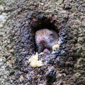 white-tailed antsangy (Brachytarsomys albicauda)