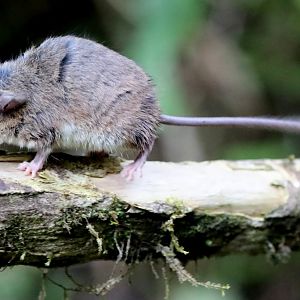 lesser tufted-tailed rat (Eliurus minor)