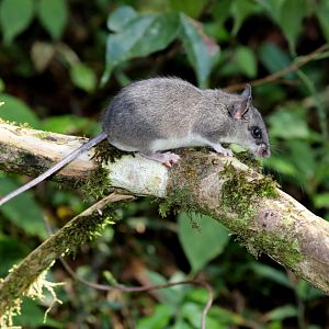 Tanala tufted-tailed rat (Eliurus tanala)