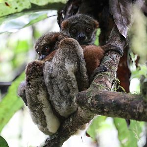 Peyrieras' woolly lemur (Avahi peyrierasi),