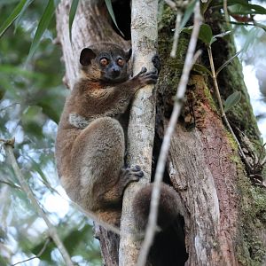 small-toothed sportive lemur (Lepilemur microdon) Family Lifer!