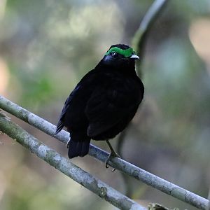 velvet asity (Philepitta castanea)