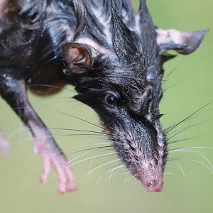 Dobson's shrew tenrec (Nesogale dobsoni)