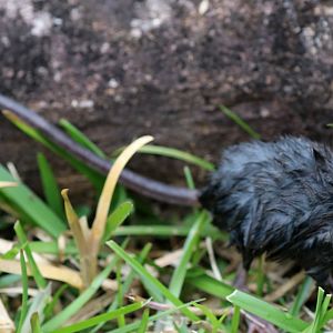 Dobson's shrew tenrec (Nesogale dobsoni)