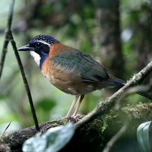 pitta-like ground roller (Atelornis pittoides)