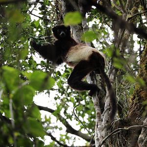 Milne-Edwards's sifaka (Propithecus edwardsi)