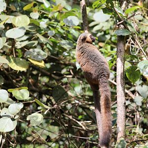 golden bamboo lemur (Hapalemur aureus)