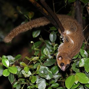 Groves' dwarf lemur (Cheirogaleus grovesi)