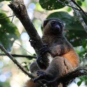 golden bamboo lemur (Hapalemur aureus)