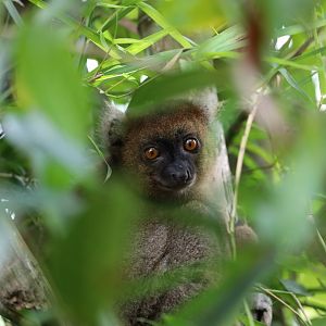 greater bamboo lemur (Hapalemur simus)