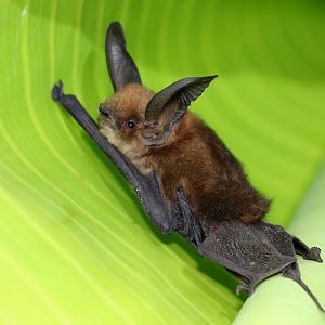 Eastern Sucker-footed Bat (Myzopoda aurita) Family Lifer!