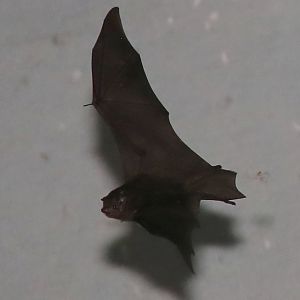 Peters's sheath-tailed bat (Paremballonura atrata)