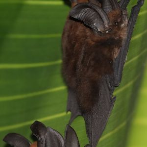 Eastern Sucker-footed Bat (Myzopoda aurita) Family Lifer!