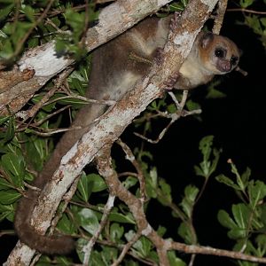 Dwarf Lemur possibly undesribed (Cheirogaleus sp.)