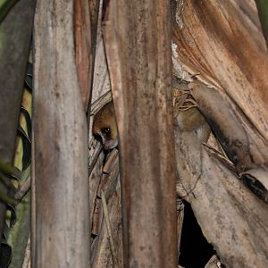 Jolly's mouse lemur (Microcebus jollyae)