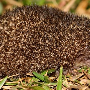 greater hedgehog tenrec (Setifer setosus)