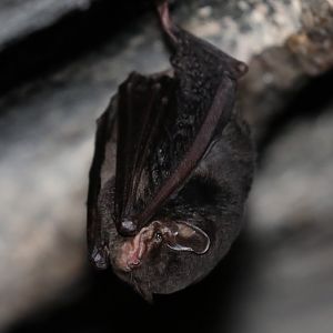 Major's Long-fingered Bat (Miniopterus majori)