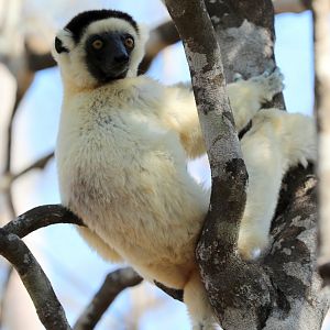Verreaux's sifaka (Propithecus verreauxi)