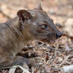 fossa (Cryptoprocta ferox)