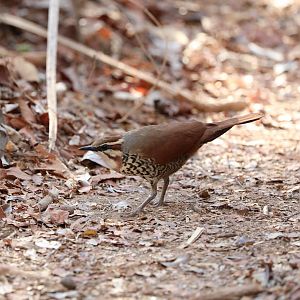 white-breasted mesite (Mesitornis variegatus) Order Lifer!!