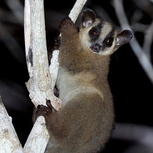 pale fork-marked lemur (Phaner pallescens)