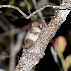 Madame Berthe's mouse lemur (Microcebus berthae)
