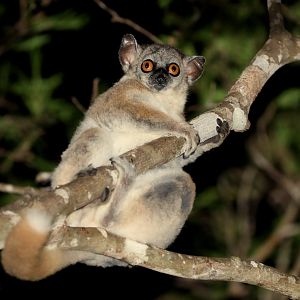 red-tailed sportive lemur (Lepilemur ruficaudatus)