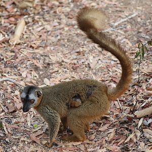red-fronted lemur (Eulemur rufifrons)