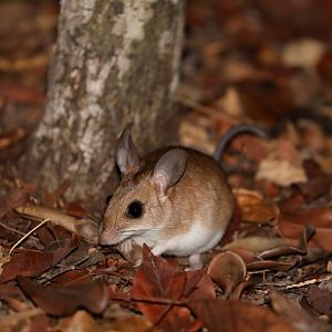 bastard big-footed mouse (Macrotarsomys bastardi)