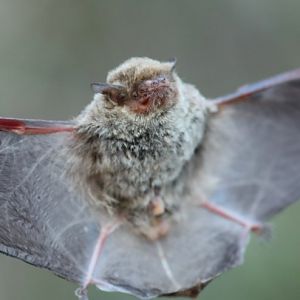 Racey's pipistrelle (Pipistrellus raceyi)