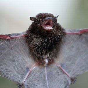 Kirindy serotine (Neoromicia bemainty)