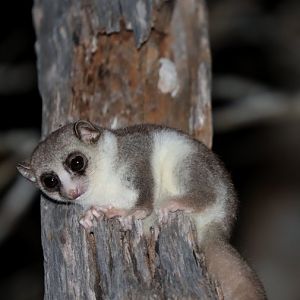 fat-tailed dwarf lemur (Cheirogaleus medius)