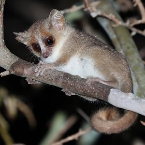 gray mouse lemur (Microcebus murinus)