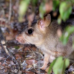 Malagasy giant rat (Hypogeomys antimena)