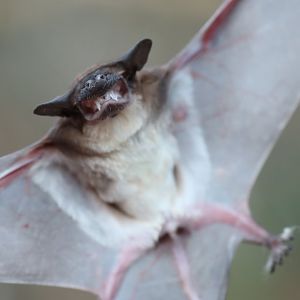 Malagasy white-bellied free-tailed bat (Mops leucostigma)