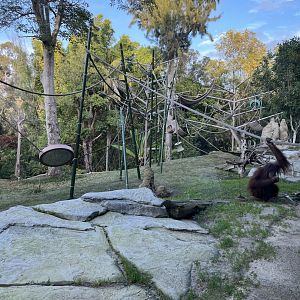 Orangutan exhibit