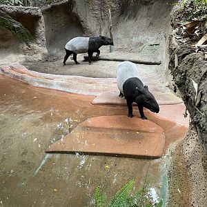 Malayan tapir exhibit