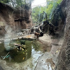 2nd tiger exhibit