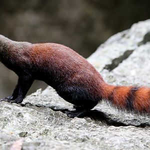 ring-tailed vontsira (Galidia elegans)