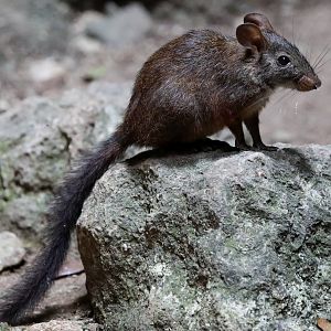 western nesomys (Nesomys lambertoni)