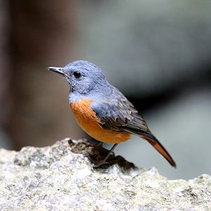 Bemaraha forest rock thrush (Monticola sharpei)