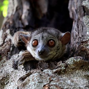 Bemaraha sportive lemur (Lepilemur randrianasoloi)