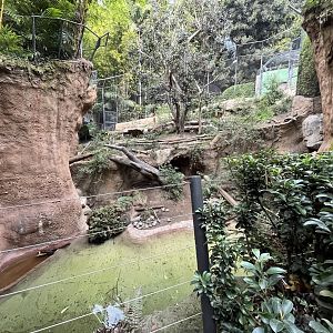 1st Malayan tiger exhibit