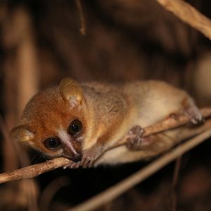 Peters' Mouse Lemur (Microcebus myoxinus)
