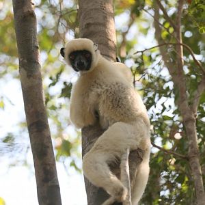 Von der Decken's sifaka (Propithecus deckenii)