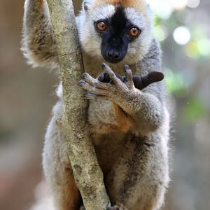 red lemur (Eulemur rufus)