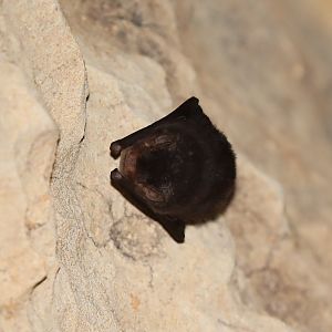 Madagascar Long-fingered Bat (Miniopterus brachytragos)